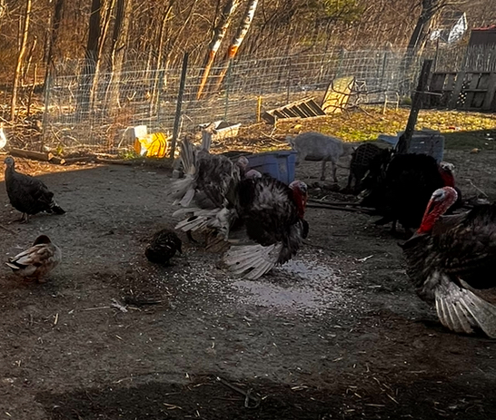 turkey image